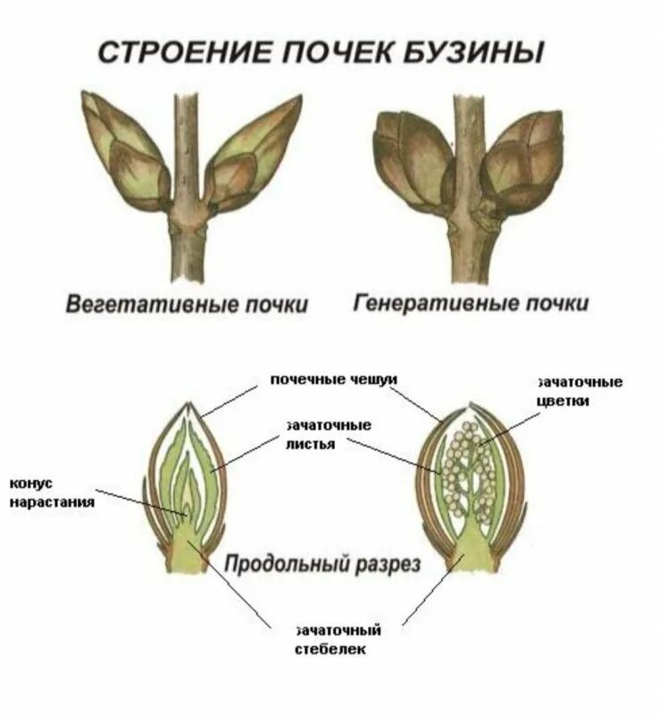 Строение почек бузины. Строение почки и побега. Строение листовой почиу. Строение листовой почки. Рассмотрите изображение генеративной почки и выполните задания