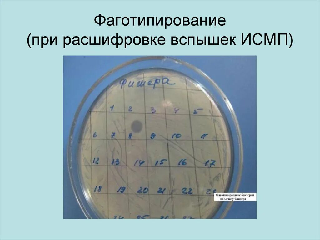 Фаготипирование это. Метод фаготипирования микробиология. фаготипирование s aureus. фаготипирование стрептококков. фаготипирование стафилококка.