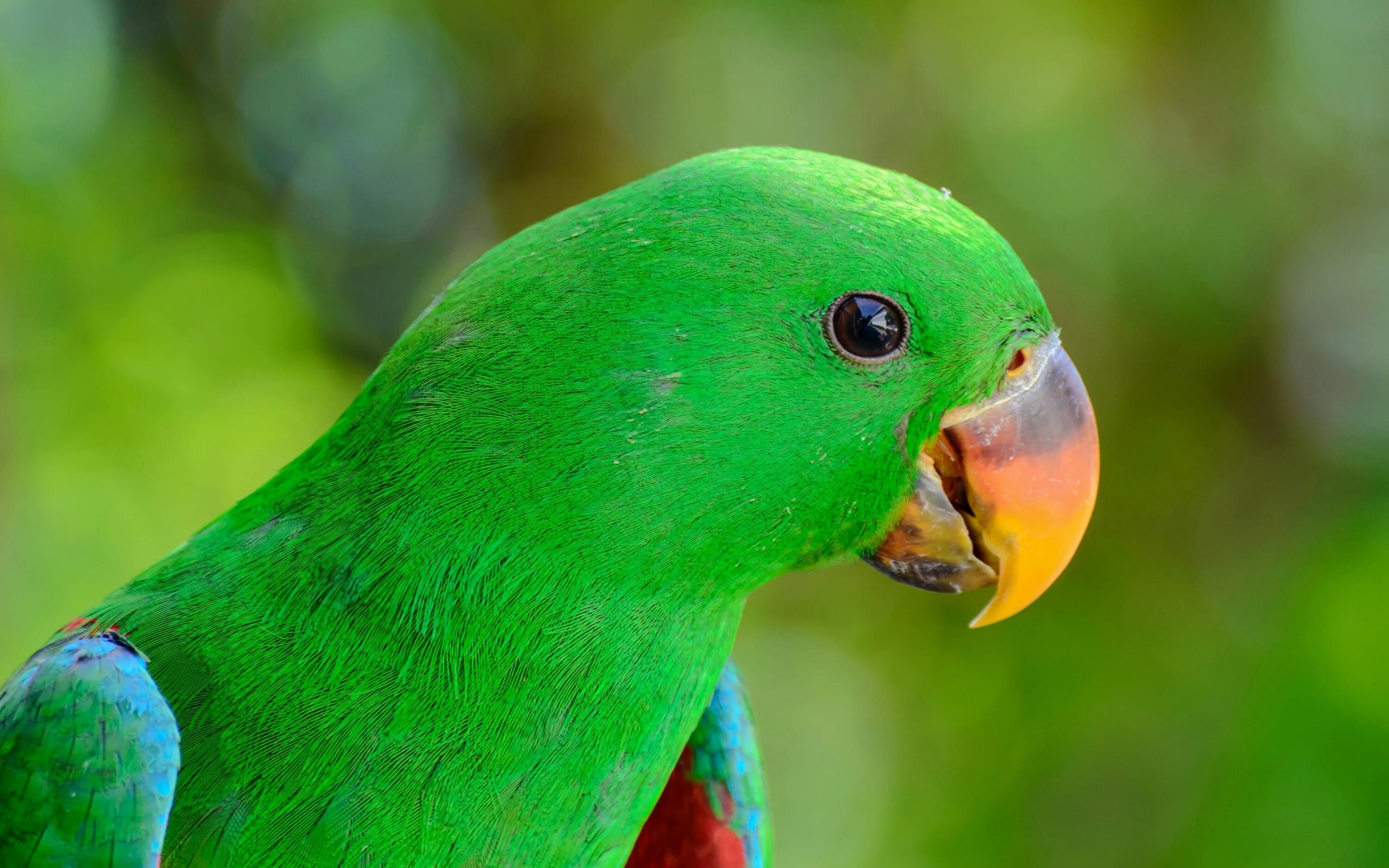 I ve parrot. Попугай зеленый волнистик. Попугай Паррот. Зеленый попугай порода. Зелёный попугай Африка.