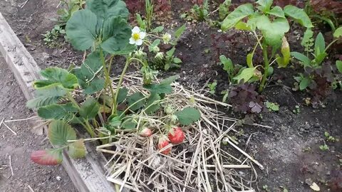 Сажать клубнику после помидор
