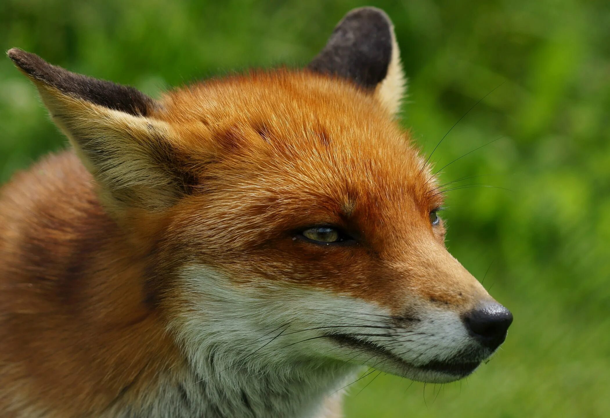 Fox wiki. Лиса. Красная лисица. Бурая лиса. Коричневая лисица.