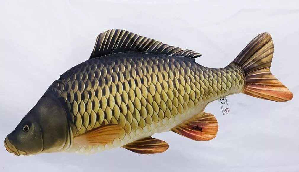 Какой рыбы является карп. Сазан (cyprinus carpio). ропшинский карп. сиамский императорский карп. чешуйчатый карп карп.