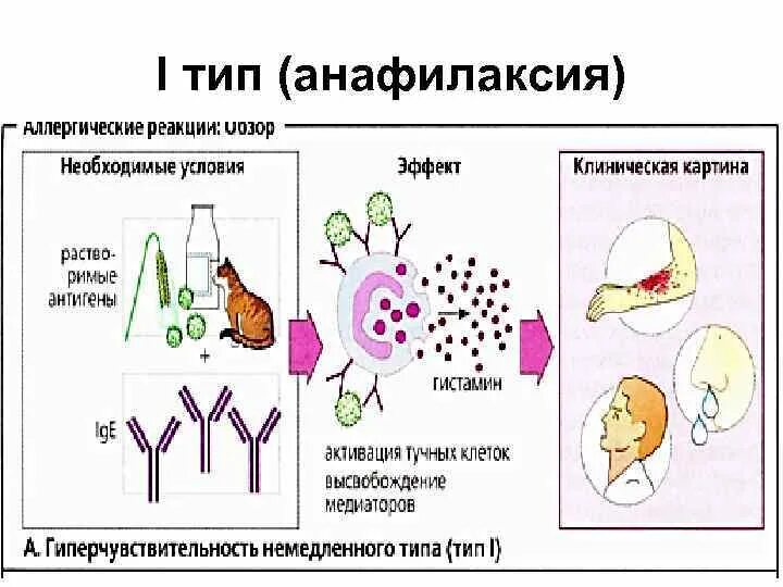 Схема аллергической реакции. Аллергическая реакция. Типы аллергических реакций. Клеточный Тип аллергических реакций. Для аллергических реакций характерно