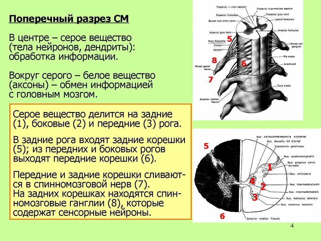 Тела нейронов в сером веществе спинного мозга. Серое вещество дендриты. Аксоны это серое вещество. Аксоны и дендриты спинного мозга.