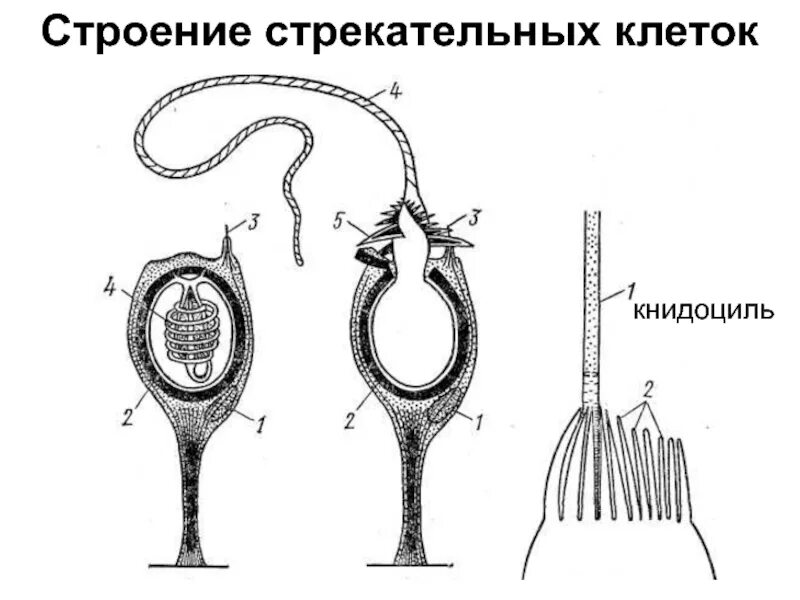 Стрекательная клетка состоит из. Схема строения стрекательной клетки. Строение стрекательной клетки гидры. Стилеты стрекательных клеток. Стрекательная клетка книдоциль.