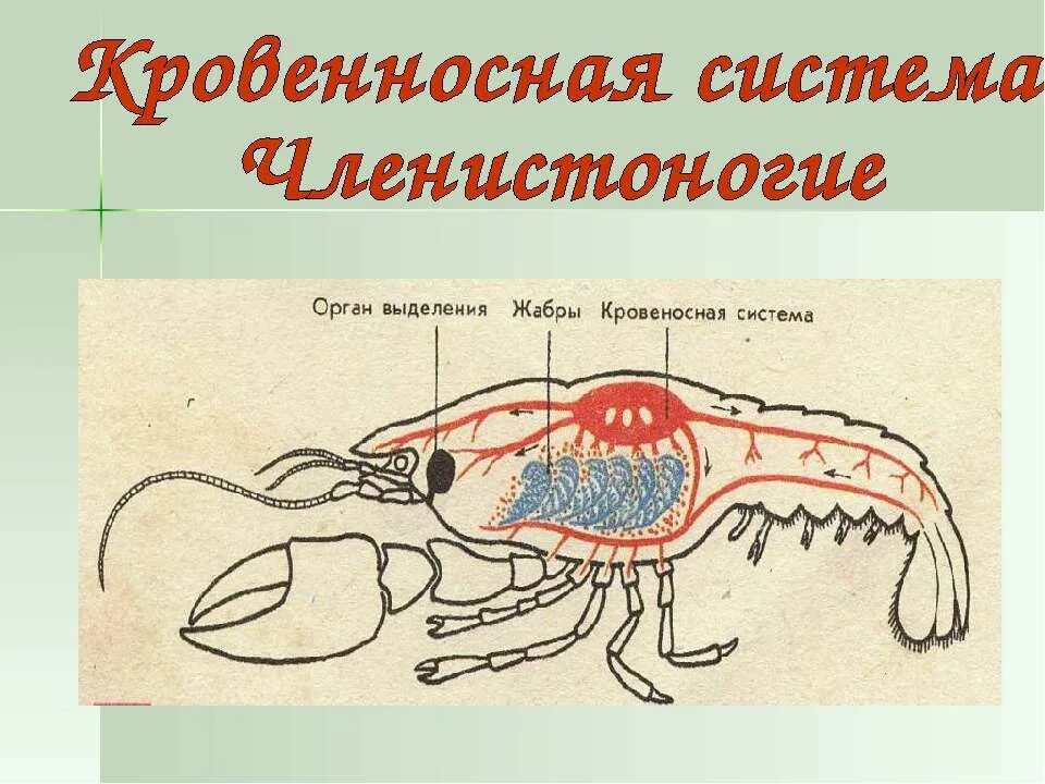 Кровеносносная система насекомых. Кровеносная система членистоногие таблица. Кровеносная система членистоногих таблица. Гемолимфа. Незамкнутая кровеносная система ракообразных.