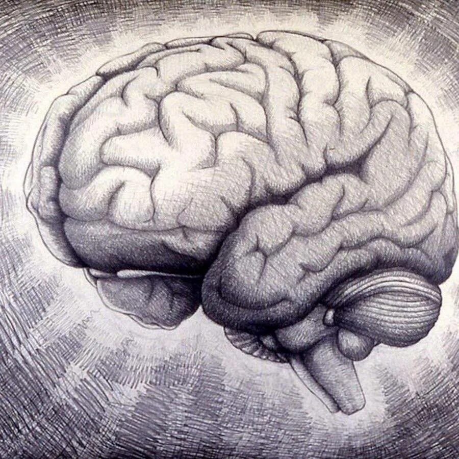 Мысли головного мозга. Мозг рисунок. Мозг человека карандашом. Мозг зарисовка.