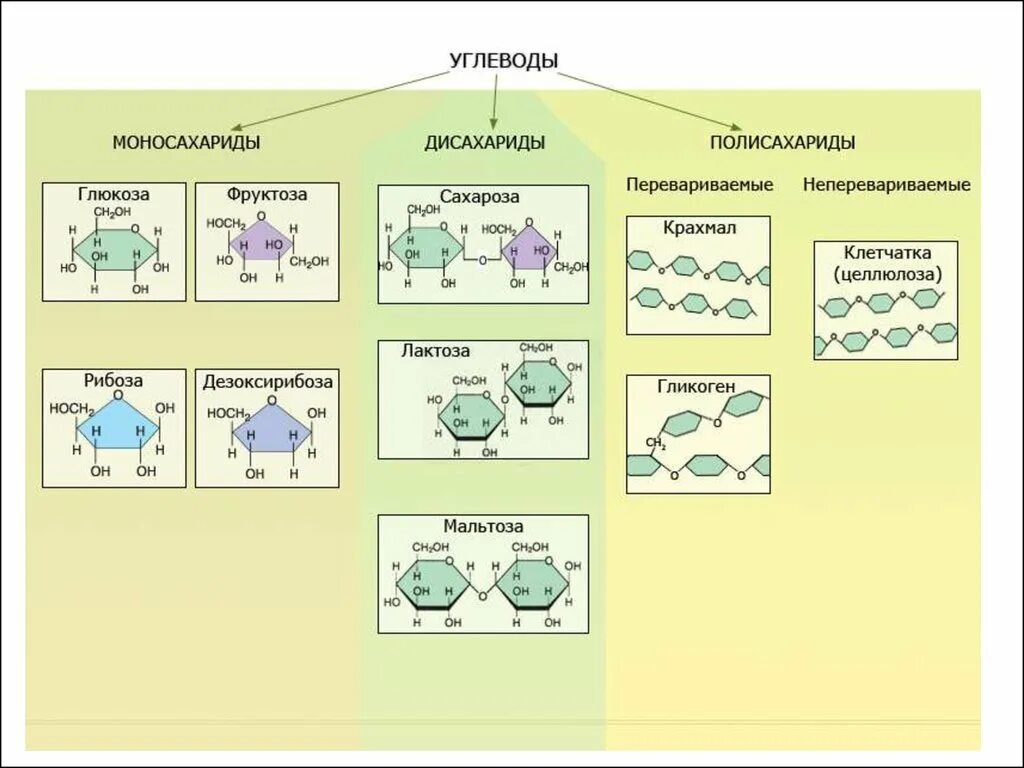 Глюкоза сахароза фруктоза рибоза крахмал. Классификацию структура молекул углеводов. Сложные углеводы формулы. Схемы углеводов и формулы примеров. Органические вещества клетки углеводы функции.