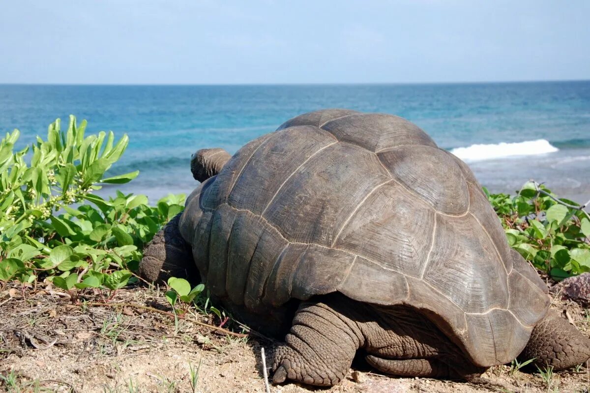 Сейшельские черепахи. Остров Альдабра Сейшелы черепахи. Альдабра черепаха Альдабра. Гигантская черепаха Альдабра. Черепаха Альдабра на Сейшелах.