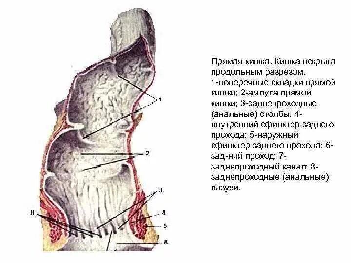 Каким номером на рисунке обозначена прямая кишка. Наружное строение прямой кишки. Мышцы прямой кишки анатомия. Складки прямой кишки анатомия. Строение прямой кишки в разрезе.