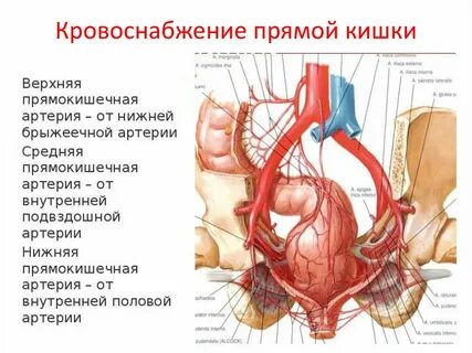 Верхняя прямокишечная артерия
