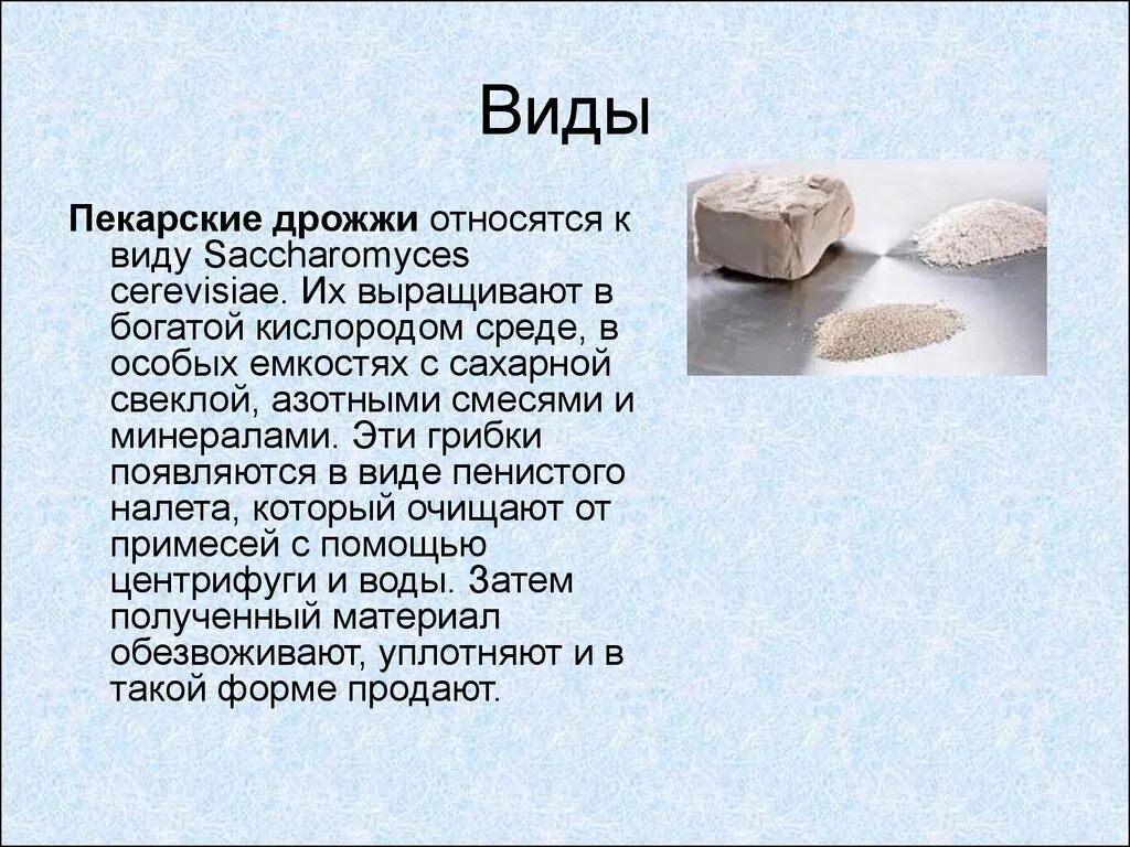 Каково значение дрожжей в жизни человека назовите. Пекарские дрожжи относятся к. Дрожжи относят. Виды дрожжей. Пекарские дрожжи грибы.