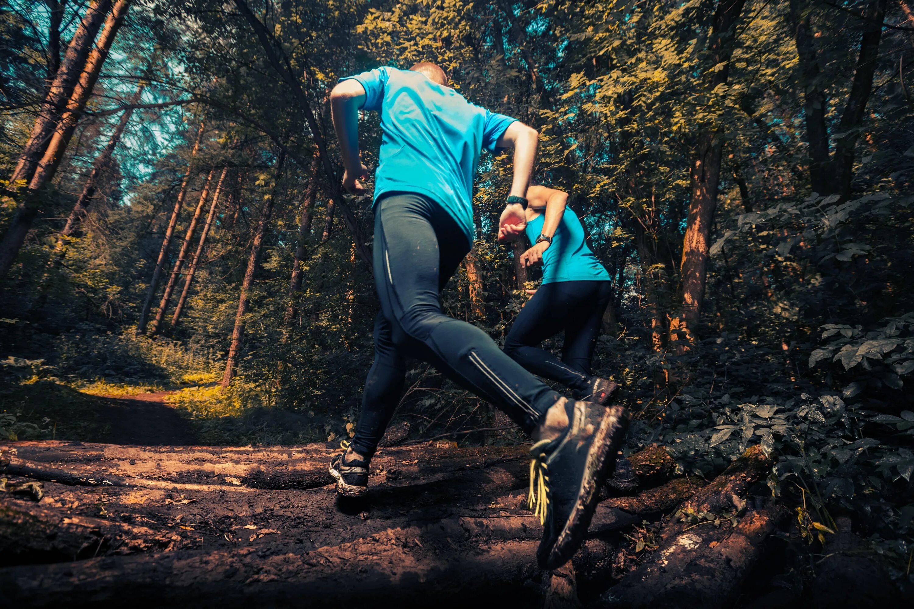 Хайкинг килиманджаро фото. Through the forest. Шишкин сосновый бор. Путь в лесу. Through the forest.