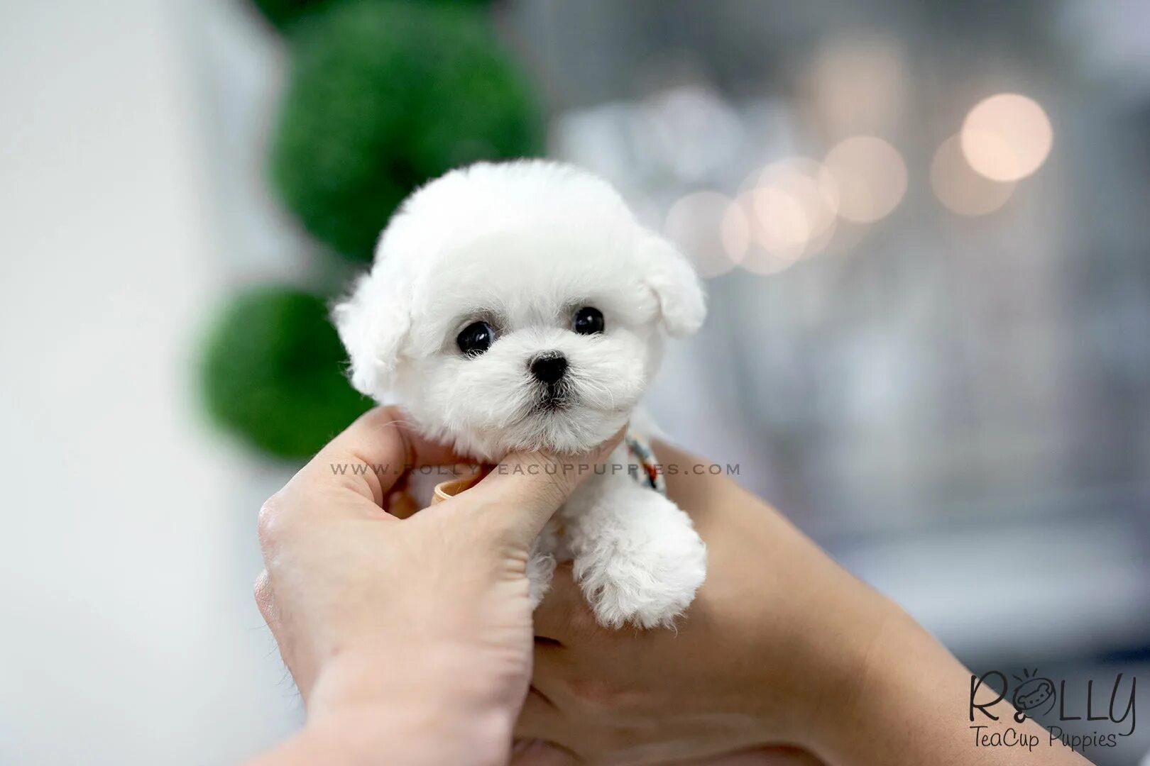 Bichon Frise Puppies For Sale Chicago, IL #337276