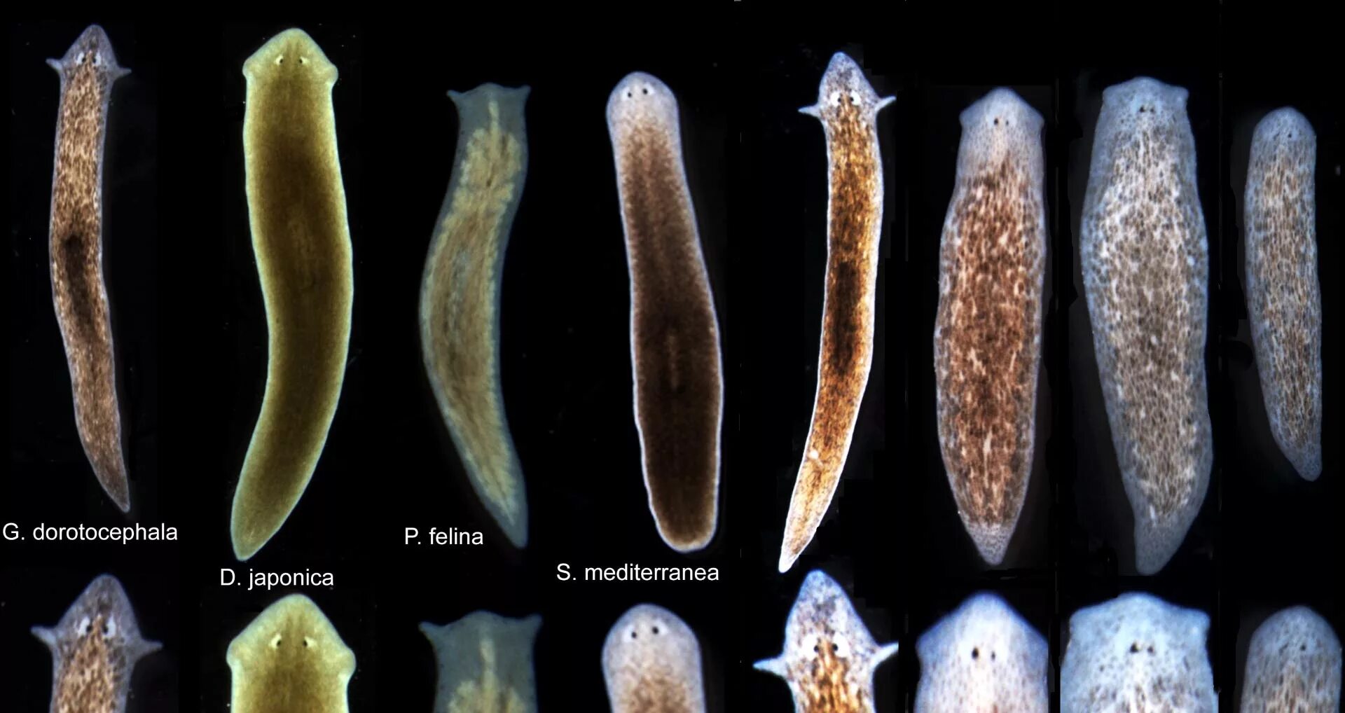 Плоские черви живу. Планария дугезия. Планарии паразиты. Чёрная планария паразит. Планария Schmidtea Mediterranea.
