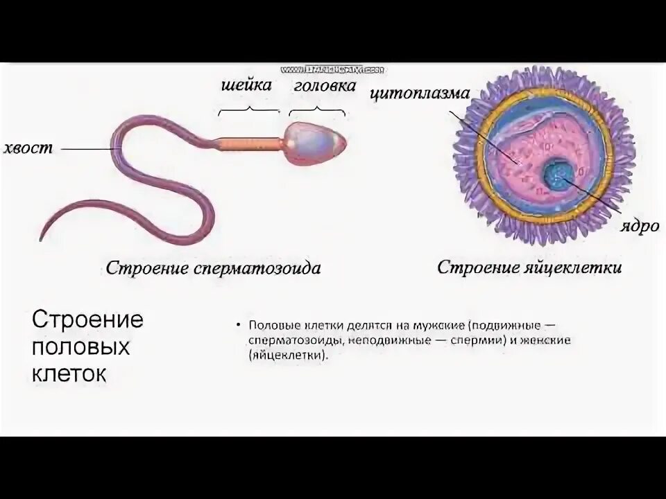 Мужскими половыми клетками являются. Строение половых клеток. Строение половых клеток человека. Строение мужской половой клетки. Строение женской половой клетки.