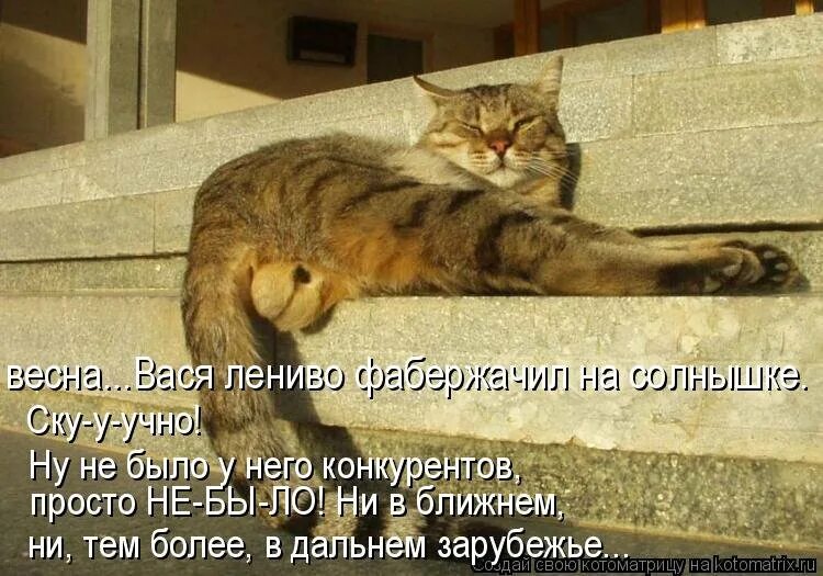 Ну хорошо понимаю. Кошка. Кот. Яйца кота. Кошачьи яйца прикол.