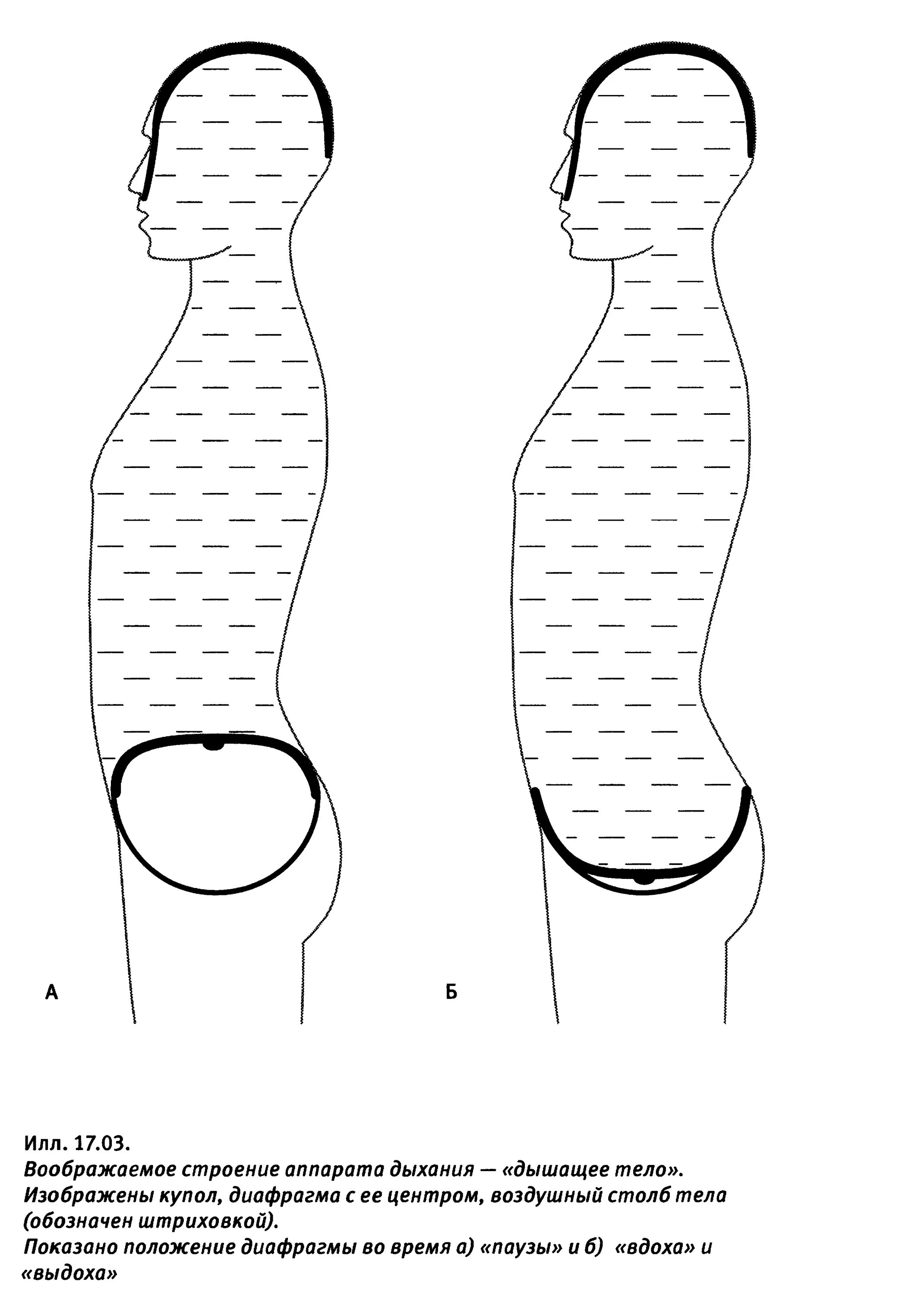сколько диафрагмы в теле. диафрагмы в теле человека. сколько диафрагмы в теле. грудная и тазовая диафрагмы. сколько диафрагмы в теле.