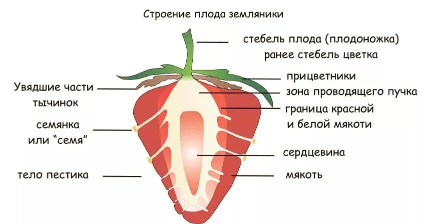 1 класс он перец класс