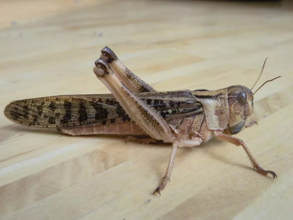 Азиатская саранча тип. Locust. Саранча перелетная locusta migratoria. Среднеазиатская саранча. Личинка азиатской перелетной саранчи.