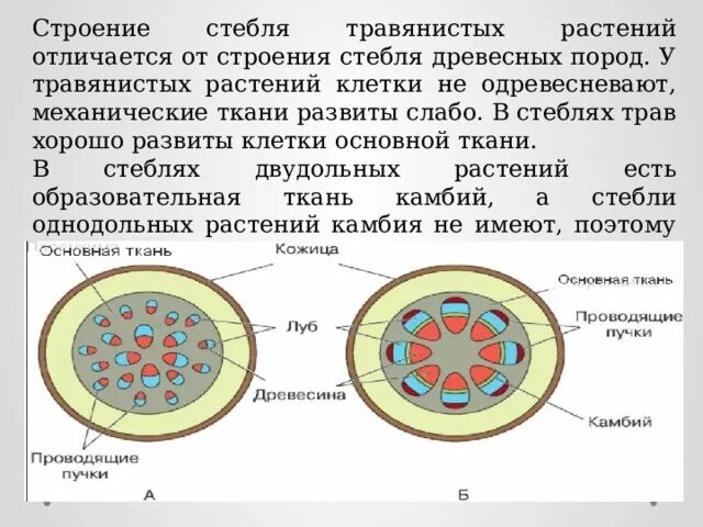 Анатомическое строение стебля травянистых растений