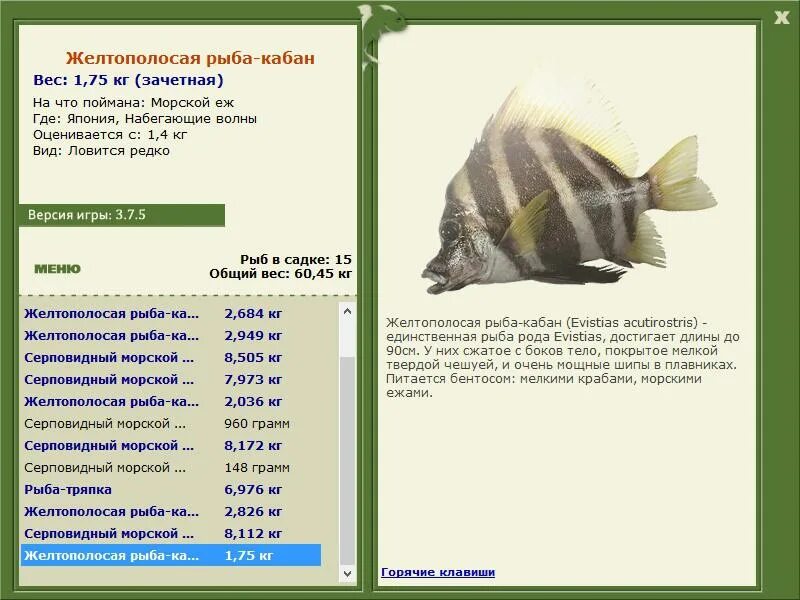 рыбы кабан женщина. рыба кабанчик. рыба кабан. рыба бык. длиннорылая рыба-кабан.