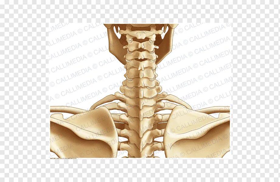 Шейный отдел кости скелета. Шейные кости. Шейные кости человека. Шейные позвонки скелет.