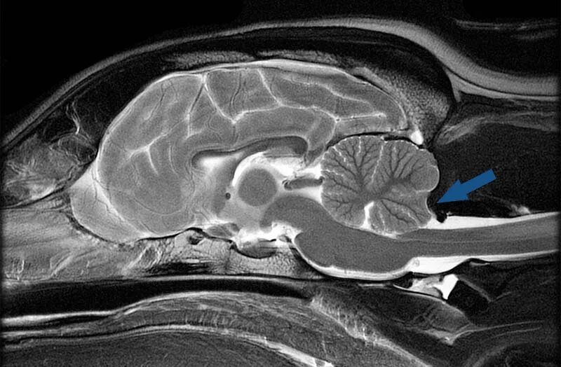 Мрт мозга собаке. Гидросирингомиелия мрт. Киари подобная мальформация.