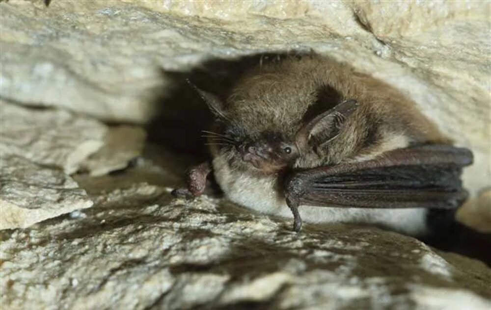 Ночница красная книга. Усатая ночница Myotis mystacinus. Летучая мышь ночница. Уссурийский трубконос. Ночница усатая Байкальская.