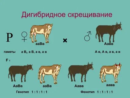 Фенотип животных