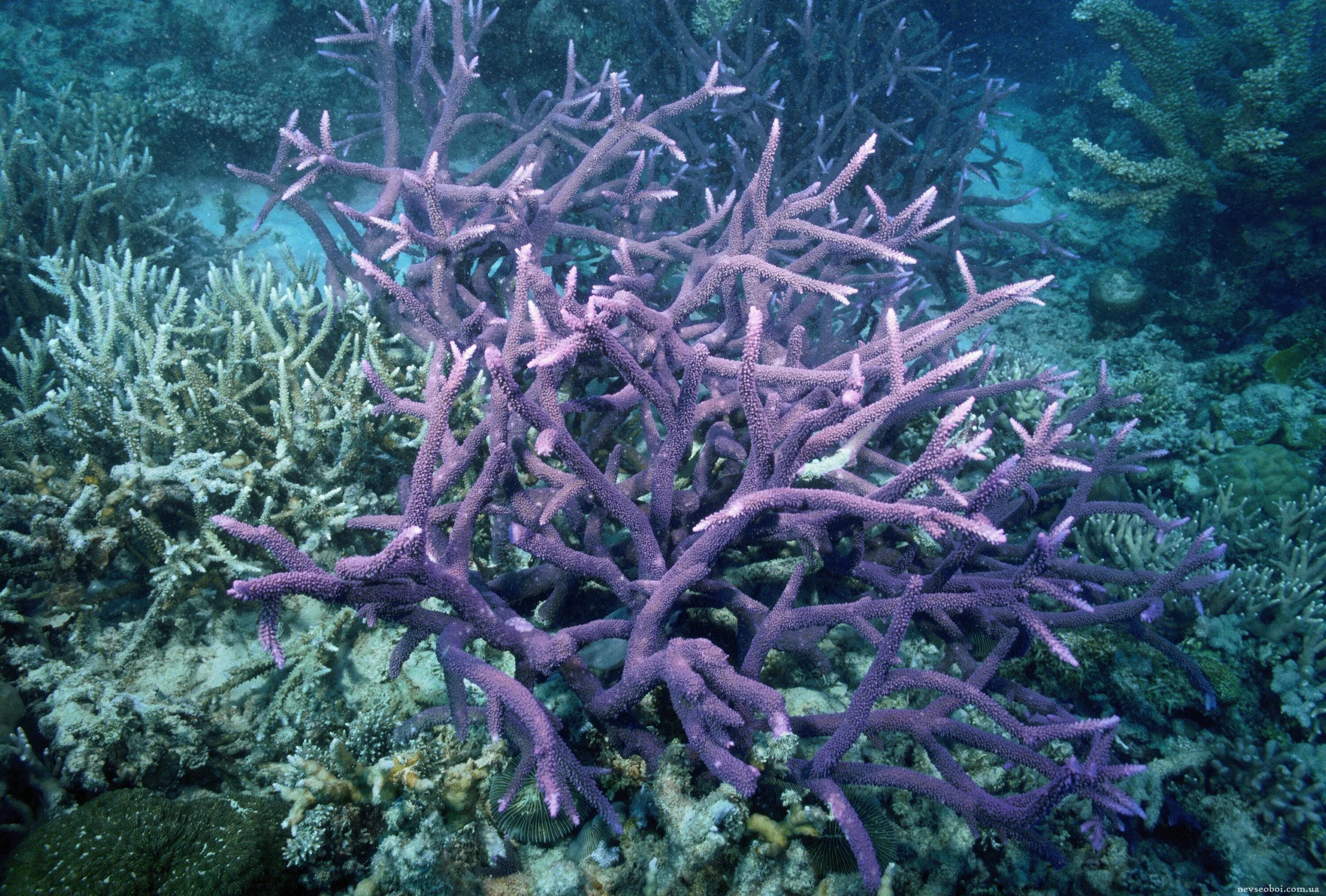 Морские растения. Кишечнополостные. Разнообразие морских кишечнополостных. Морские растения названия.