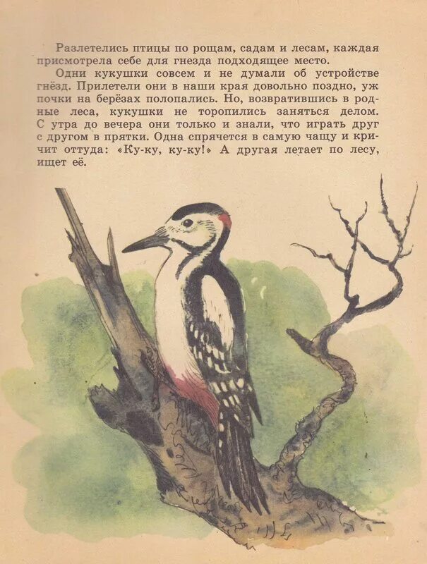 Скребицкий весенняя песня читательский дневник. Г Скребицкий про птицу. Скребицкий маленький Лесовод. Скребицкий про дятла.