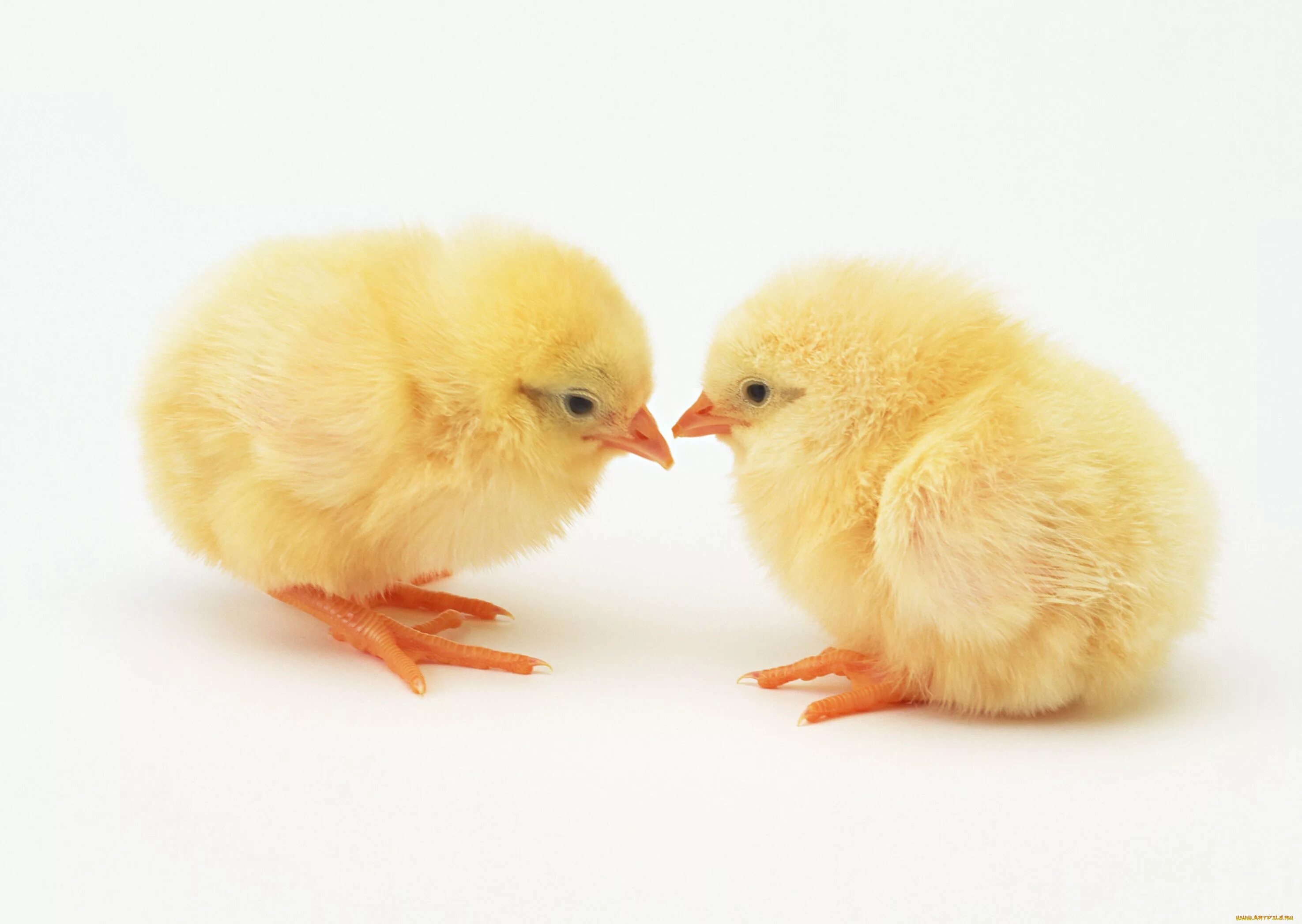 2 chicks. Цыплята. Белый цыпленок. Цыпленлята на белом фоне. Цыпленок картинка.