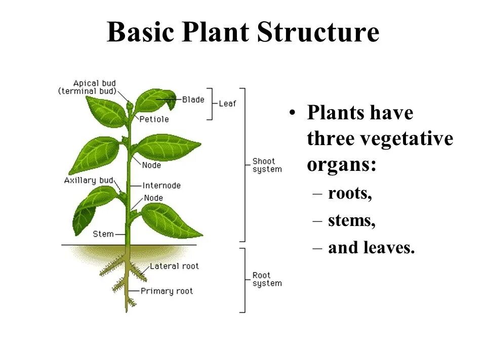 Части растения. Parts of a Plant. Leaf structure. Plant Organs.