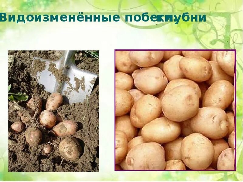 Выберите примеры видоизменения побегов клубни топинамбура Дидактический материал к теме "Вегетативное размножение растений"