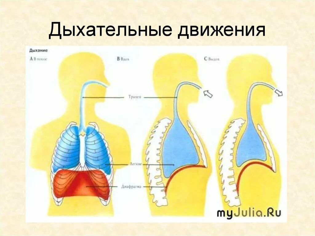 Дыхание движение. Биология 8 класс дыхательные движения регуляция дыхания. Дыхательная система человека механизм вдоха и выдоха. Дыхательные движения 8 класс. Дыхательная система человека вдох и выдох.