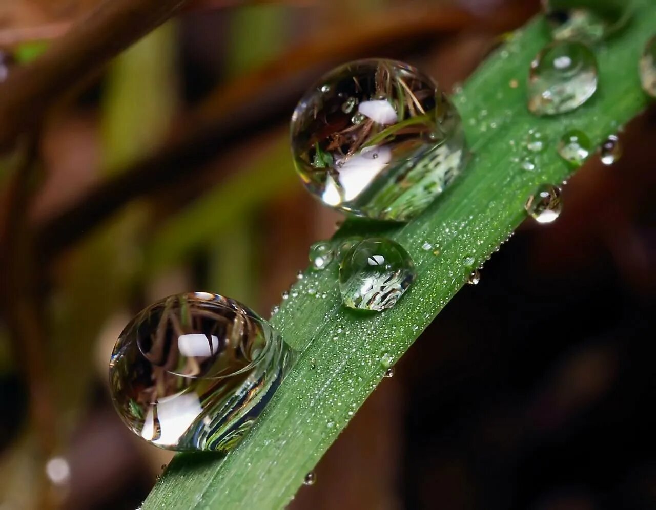 Красивая капля воды. Макросъемка природа. Природа капля. Капли воды Макросъемка. Капля Макросъемка.