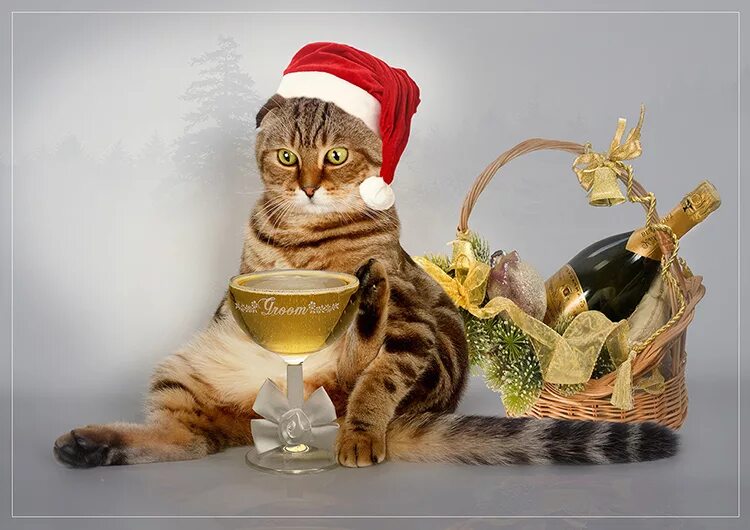 алексей долотов художник коты новогодние. новогодний кот. кот и старый новый год. старый новый год котики. кошки новый год.