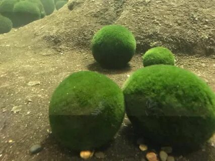 Марили это