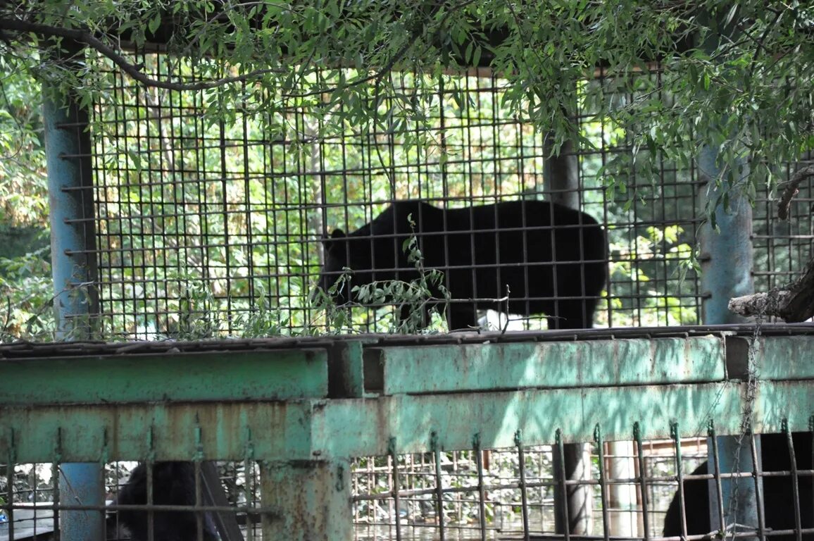 Гималайский медведь в зоопарке Уссурийска. Зоопарк Борисовка Уссурийск. Уссурийск зоопарк зеленый остров. Зоопарк Борисовка Приморский край. Зоопарк уссурийск