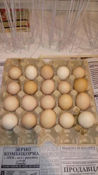 Сколько стоит яйцо утки. Фото с авито с яйцами. Сколько стоить утиняя яйцо. Цена утиных яиц за десяток.
