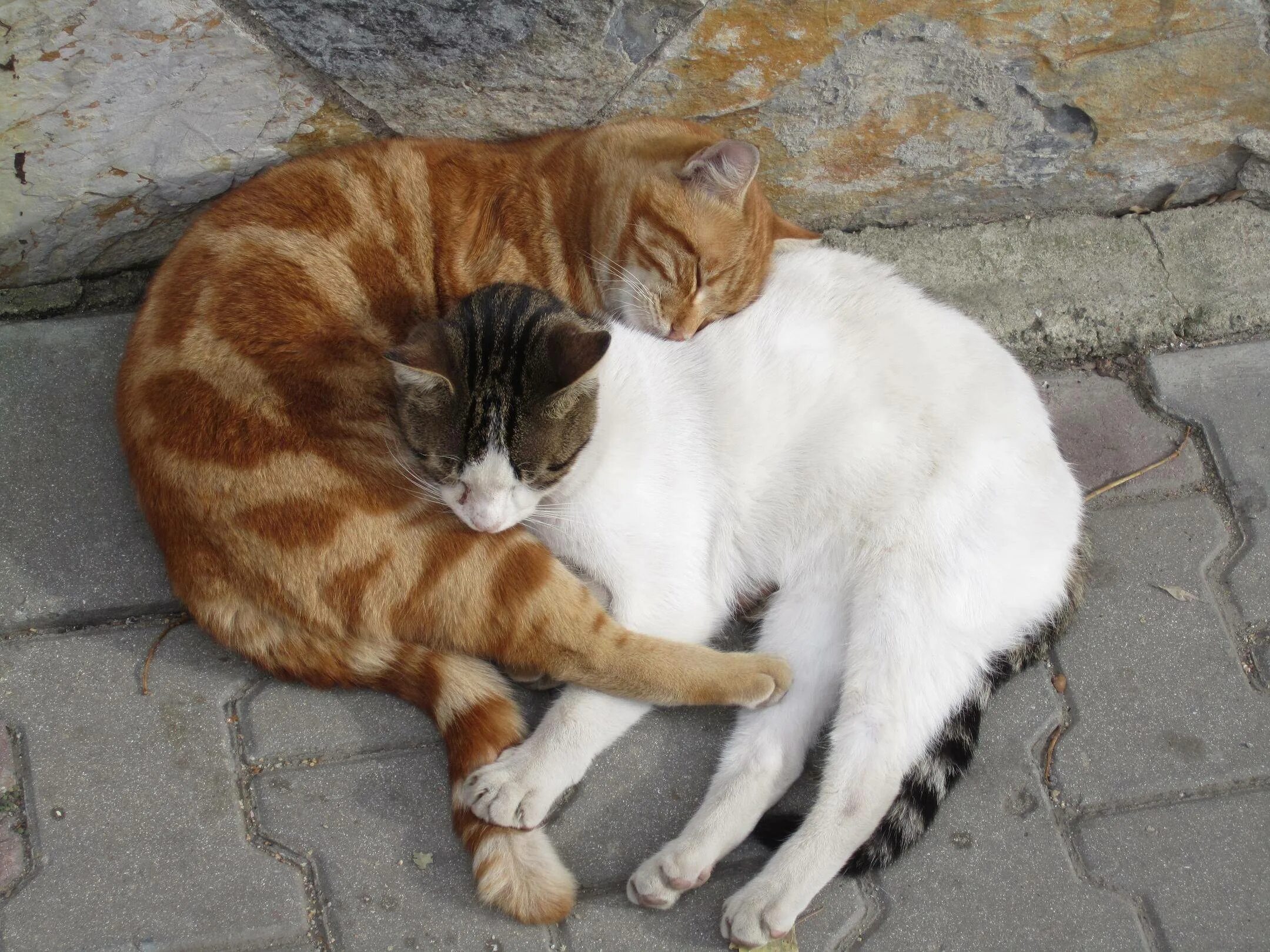 Коты разговаривают друг с другом. Две кошки. коты спят друг на друге. коты лежат друг на друге. коты обнимаются.