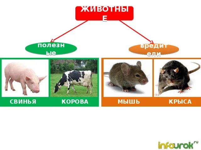 Дети морских свинок. Домашние животные польза. Домашние животные польза. Польза домашних животных для человека. Какую пользу приносят домашние животные.