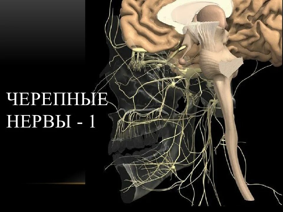 Укажите черепной нерв. 1 Черепной нерв. Черепно мозговые нервы. Пары черепномозговых нервов. Ядра ЧМН.