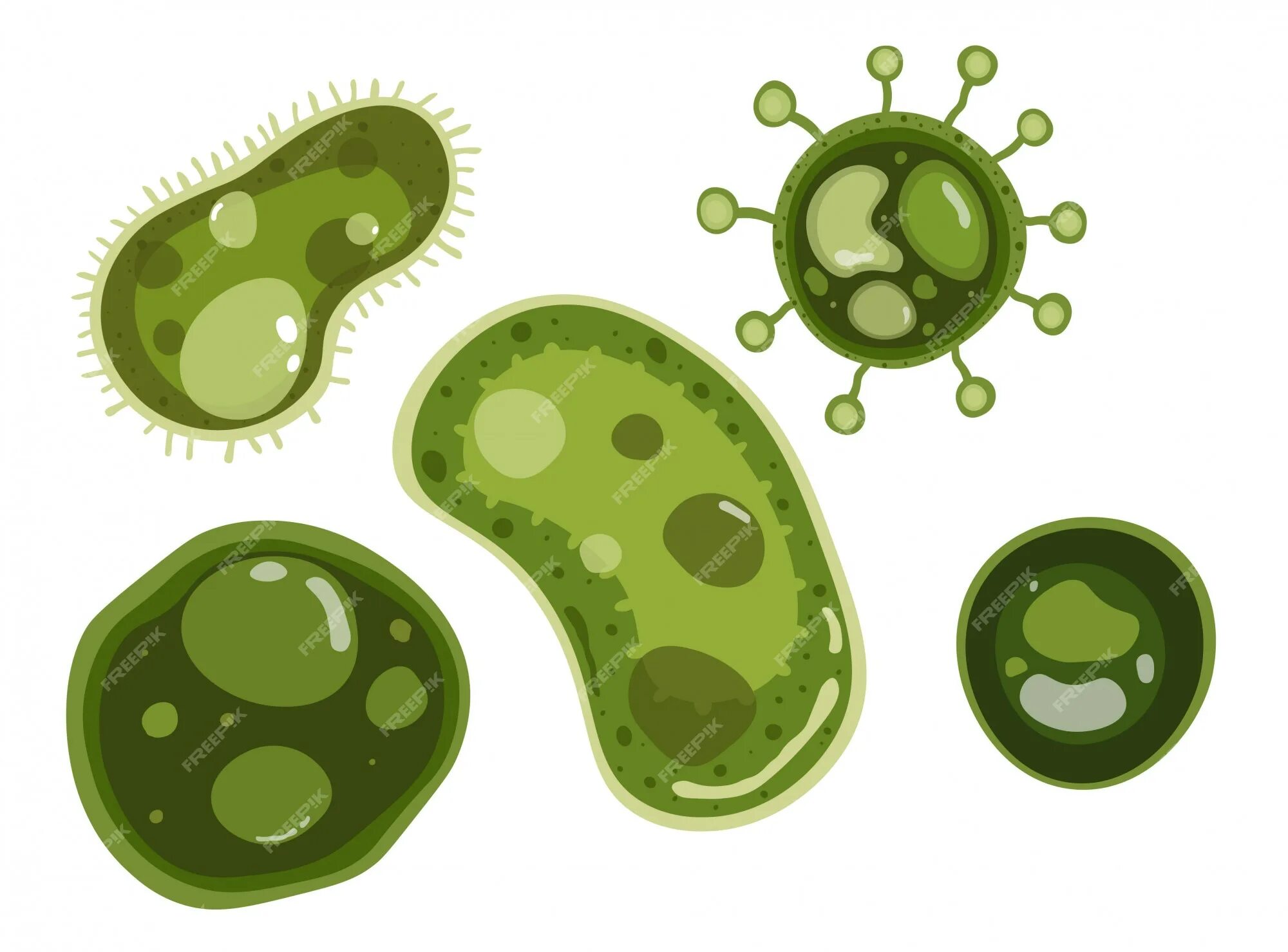Бактерия 1 играть. Бактерия. Микроорганизмы вектор. Бактерии вектор. Бактерии без фона.