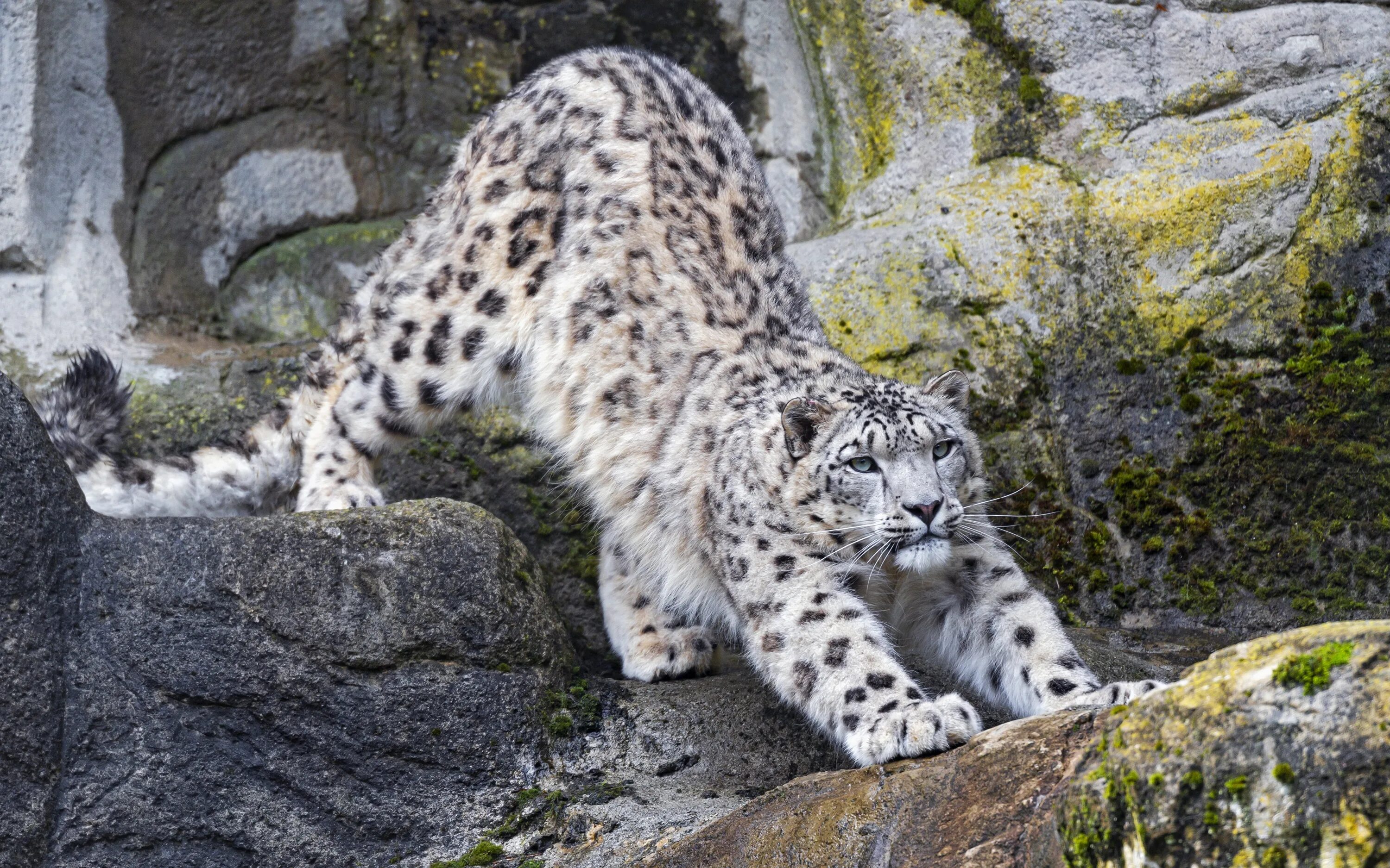 Снежный Барс Ирбис. Снежный Барс uncia uncia. Снежный Барс леопард Snow Leopard Ирбис. Снежный Барс в Гималаях.