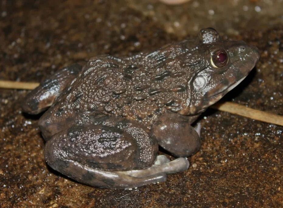 Бычья лягушка. Hoplobatrachus rugulosus. Китайская лягушка. Индийская бычья лягушка.