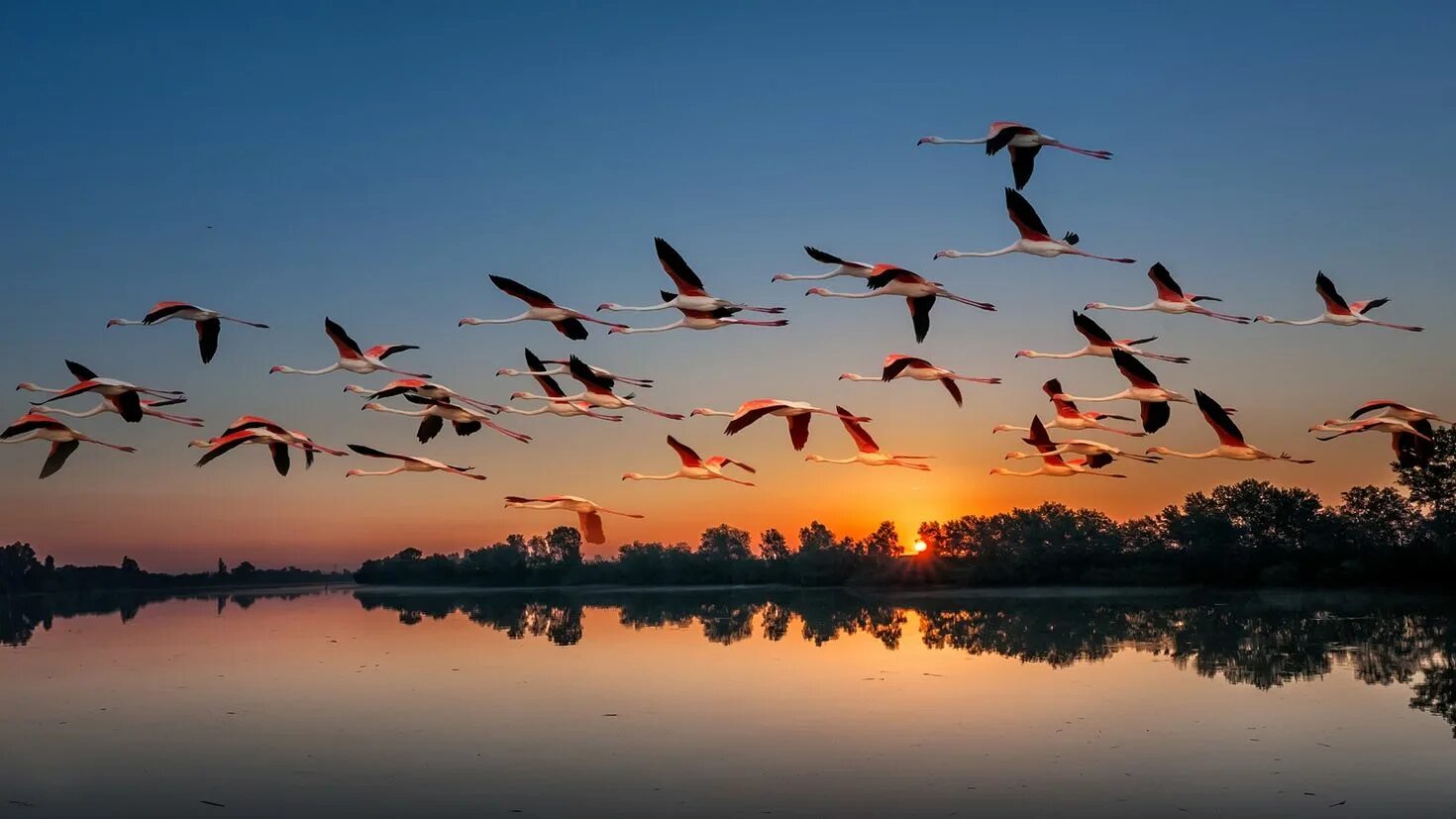 Теплые края. Птицы улетают. Природа птицы. Стая птиц. Птицы над озером.