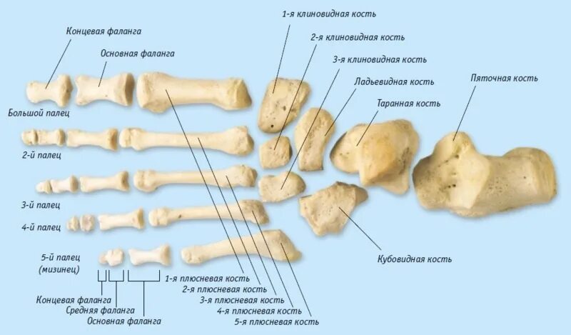 Фаланги пальца тип соединения. Проксимальная фаланга 1 пальца стопы анатомия. Кубовидная кость стопы анатомия. Основная фаланга 5 пальца стопы анатомия. Дистальная фаланга первого пальца стопы анатомия.