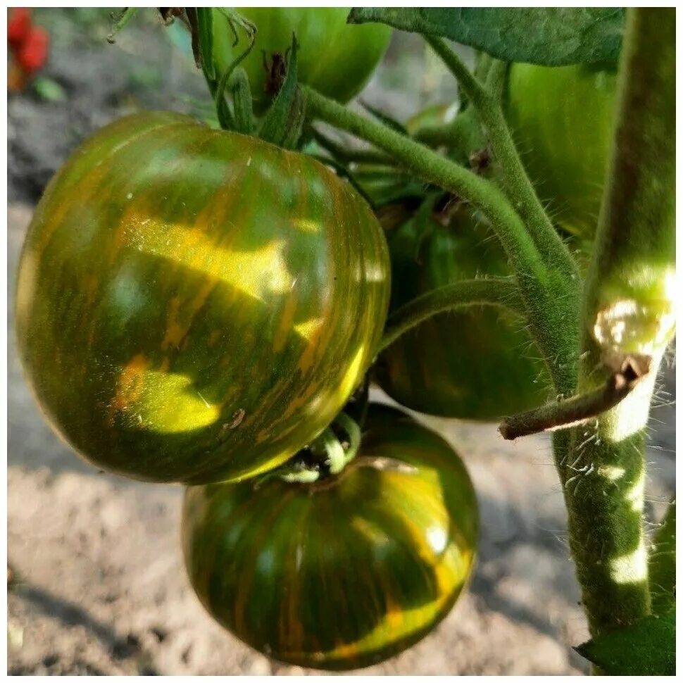 Tomato 10. Томат Ярсон. Томат Ярсон 18. Томат Ярсон 17. Томат Ярсон 10.